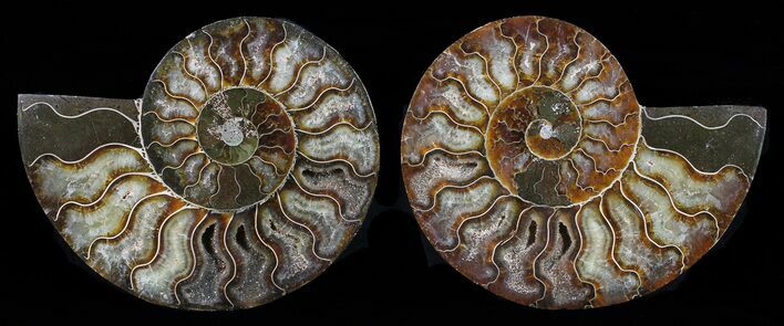 Cut & Polished Ammonite Fossil - Agatized #58707